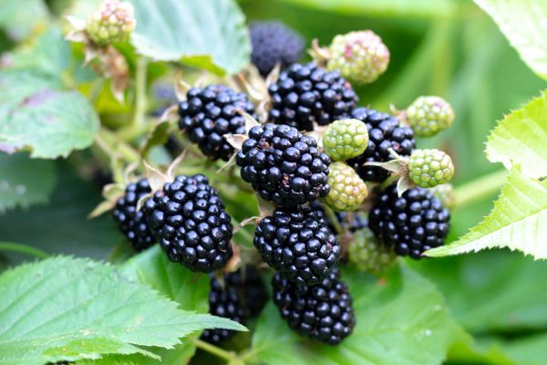 Blackberry Bush Removal in Santa Ana