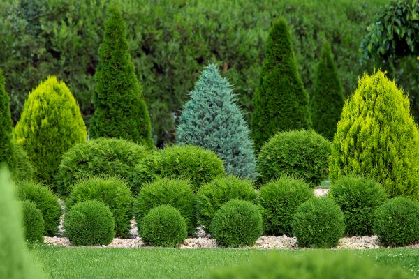 Bush Shaping Service in Santa Ana