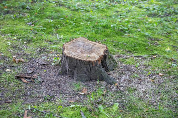 Bush Stump Removal in Santa Ana