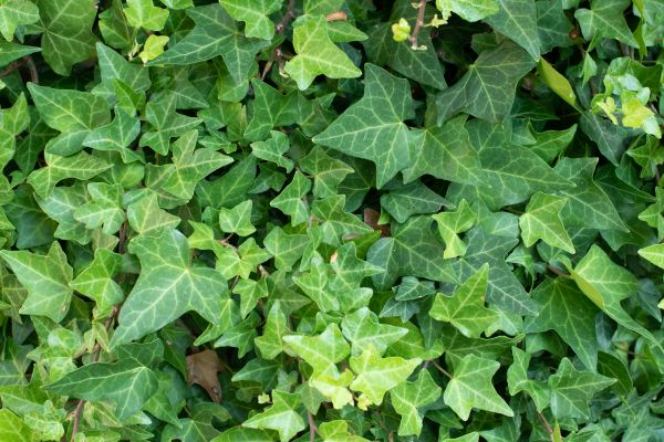 English Ivy Removal in Santa Ana