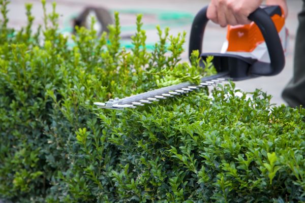 Hedge Pruning in Santa Ana