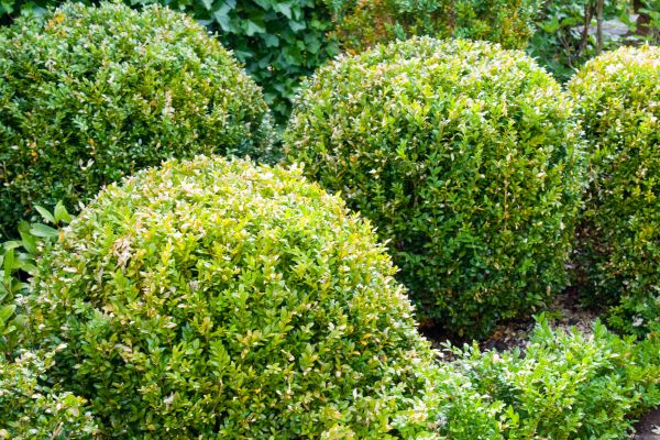 Landscape Trimming Service in Santa Ana