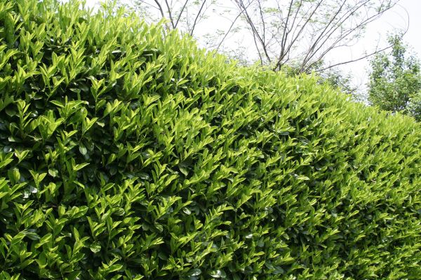 Laurel Removal in Santa Ana