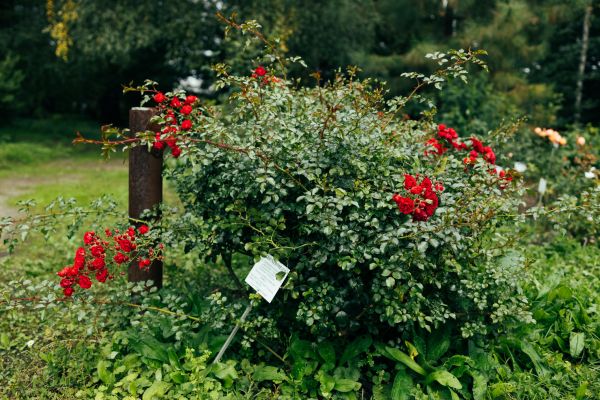 Rose Bush Removal in Santa Ana
