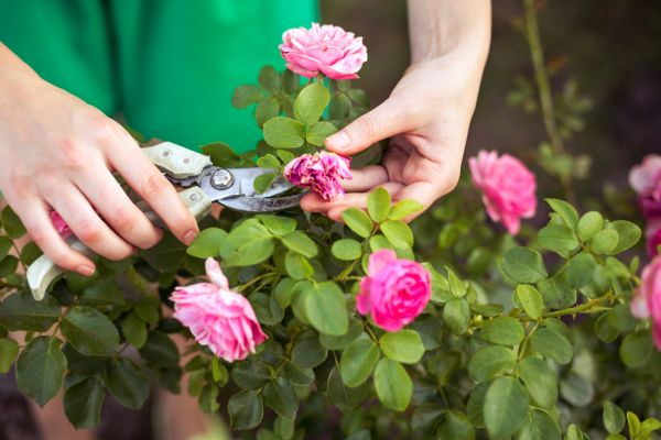 Rose Trimming in Santa Ana