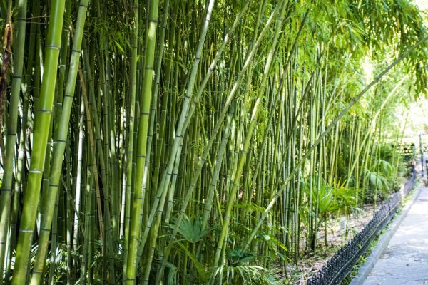 Bamboo Root Removal in Santa Ana