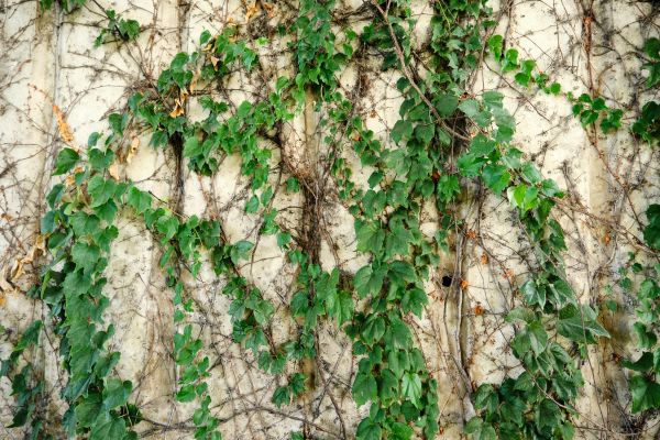 Vine Removal Service in Santa Ana