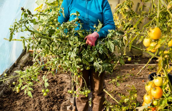 Garden Plant Removal in Santa Ana