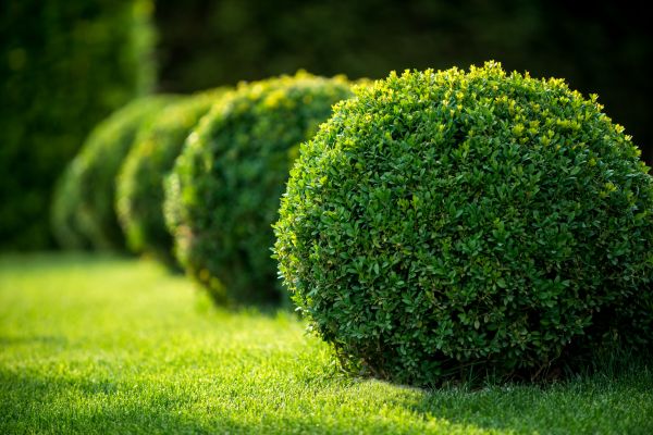 Cost of Bush Pruning in Santa Ana