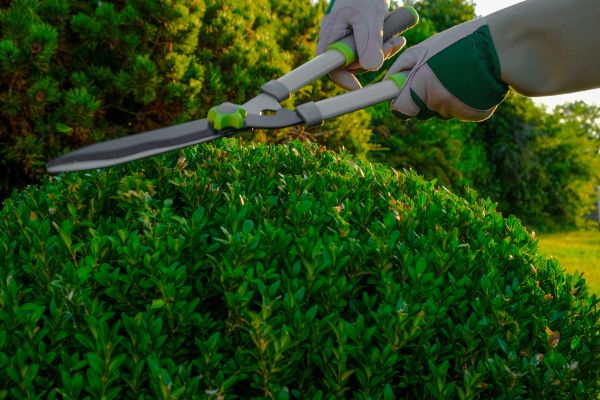 Topiary Shearing in Santa Ana