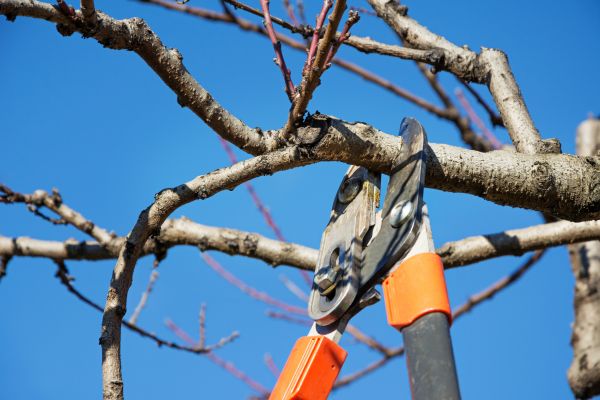 Selective Pruning in Santa Ana