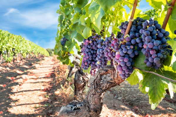 Cost of Grapevine Pruning in Santa Ana