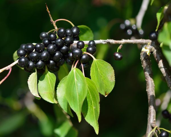 Buckthorn Removal in Santa Ana