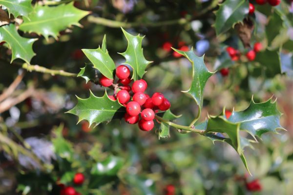 Holly Tree Trimming in Santa Ana