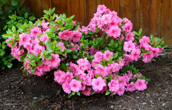 Azaleas Removal in Santa Ana