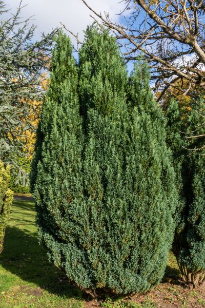 Juniper Trimming in Santa Ana