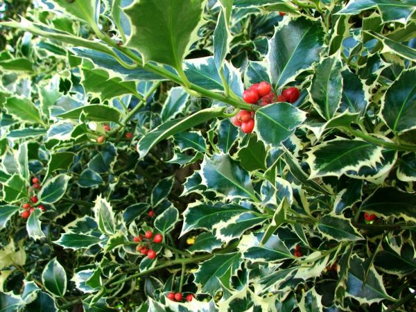 Holly Bushes Trimming in Santa Ana
