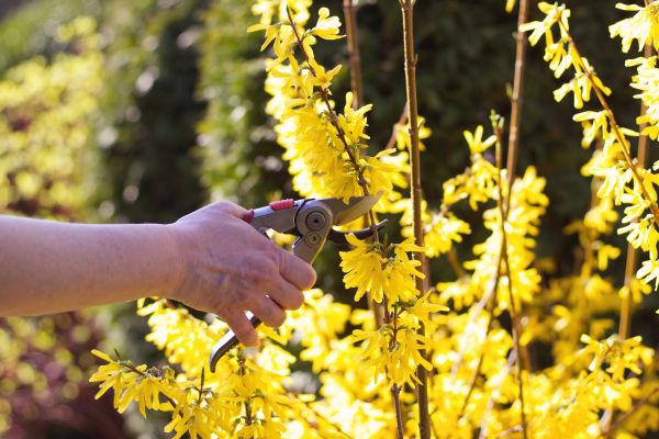 Forsythia Pruning in Santa Ana