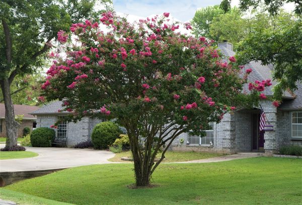 Crepe Myrtle Trimming in Santa Ana