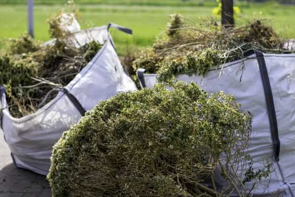 Cost of Shrubs Removal in Santa Ana