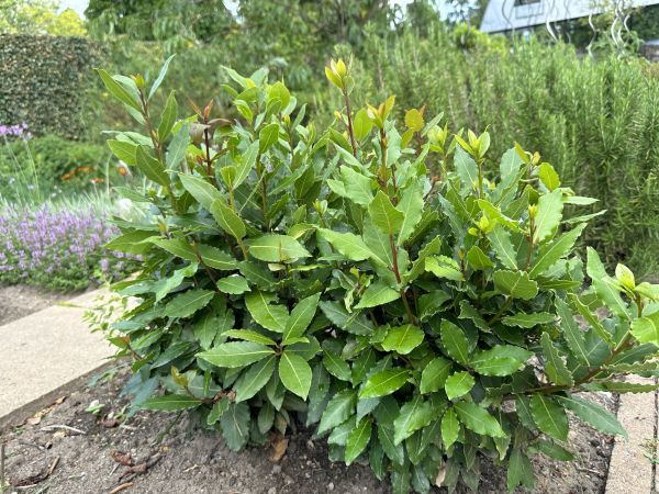 Laurel Hedge Removal in Santa Ana
