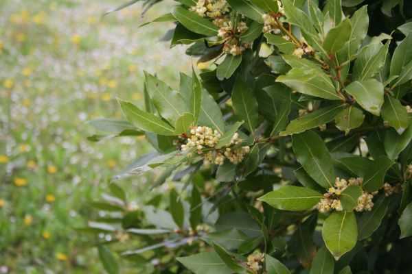 Laurel Trimming in Santa Ana