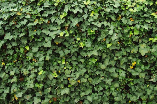 Ivy Pruning service in Santa Ana