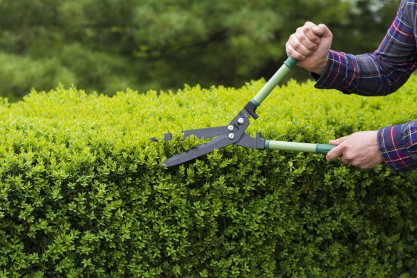 Evergreen Shrub Pruning in Santa Ana