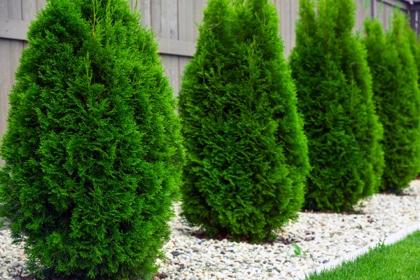Arborvitae Shaping in Santa Ana