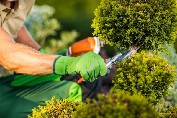 Landscape Pruning Service in Santa Ana