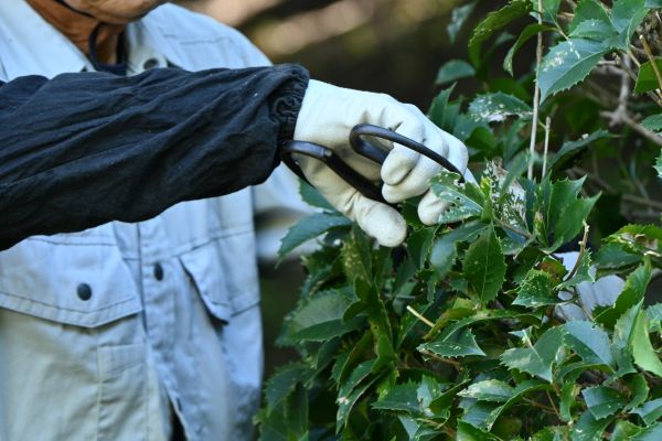 Holly Pruning in Santa Ana