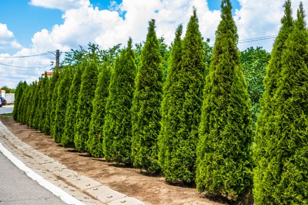 Arborvitae Shearing in Santa Ana