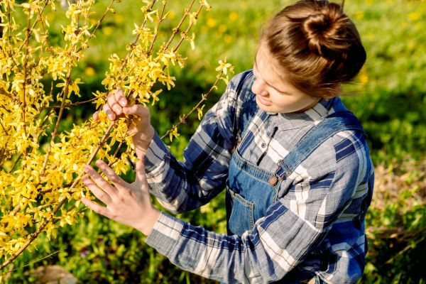 Forsythia Trimming in Santa Ana