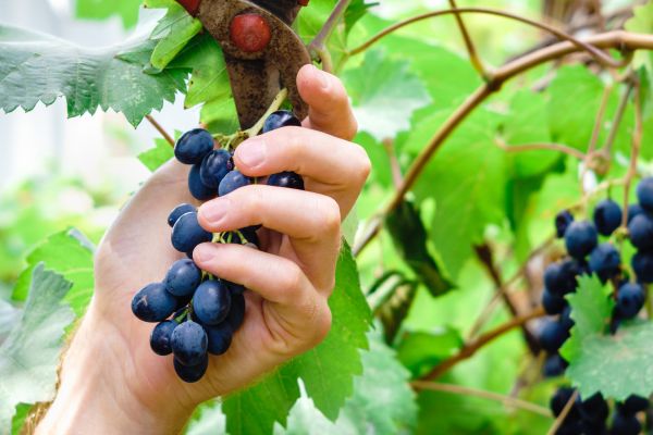 Vineyard Pruning in Santa Ana