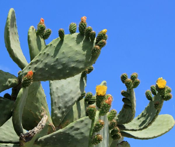 Cactus Removal in Santa Ana