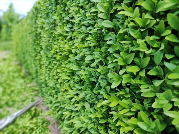 Cost of Boxwood Pruning in Santa Ana