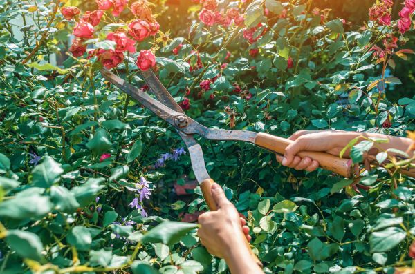 Knockout Roses Pruning in Santa Ana