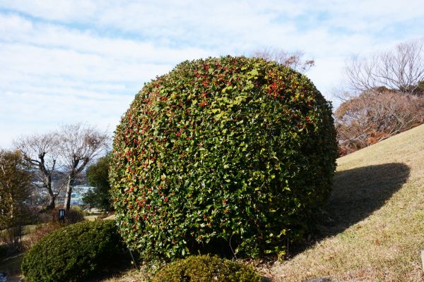 Holly Shrub Pruning in Santa Ana