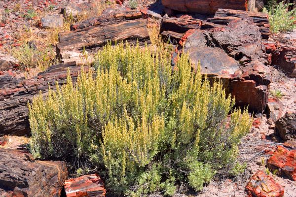 Sagebrush Removal in Santa Ana