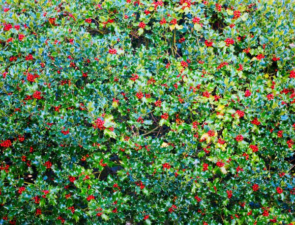 Holly Bush Removal in Santa Ana