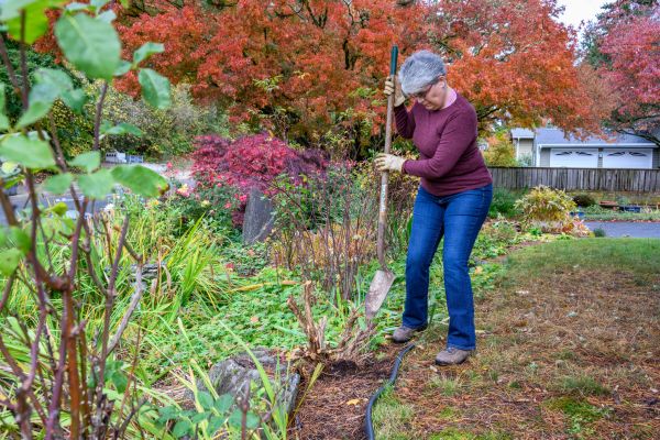 Dead Bush Removal in Santa Ana