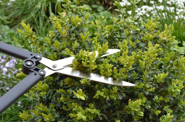 Cost of Boxwood Trimming in Santa Ana