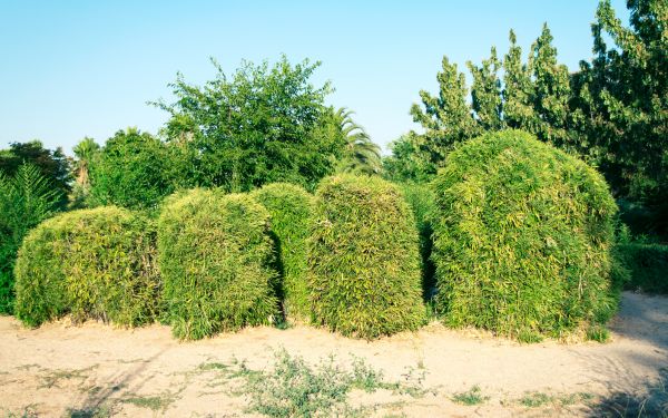 Bamboo Hedge Removal in Santa Ana