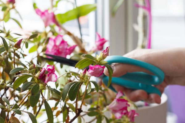 Azalea Pruning in Santa Ana
