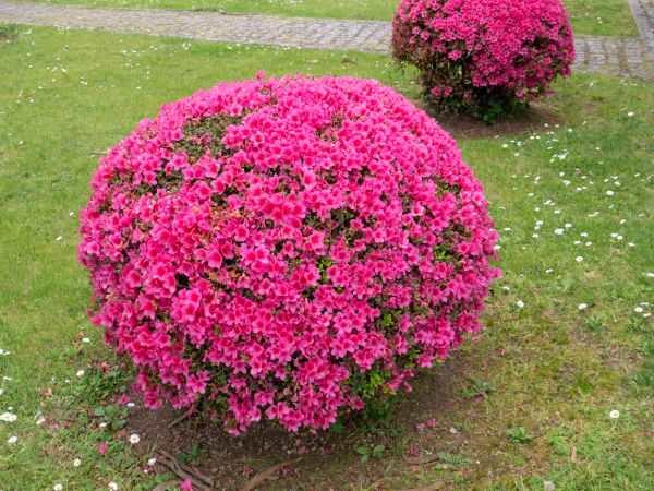 Rhododendron Pruning in Santa Ana