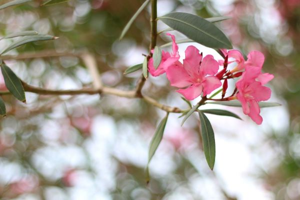 Oleander Removal in Santa Ana