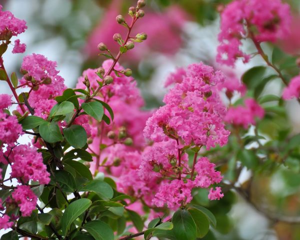 Crepe Myrtle Removal in Santa Ana