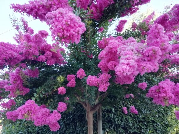 Crape Myrtle Pruning in Santa Ana