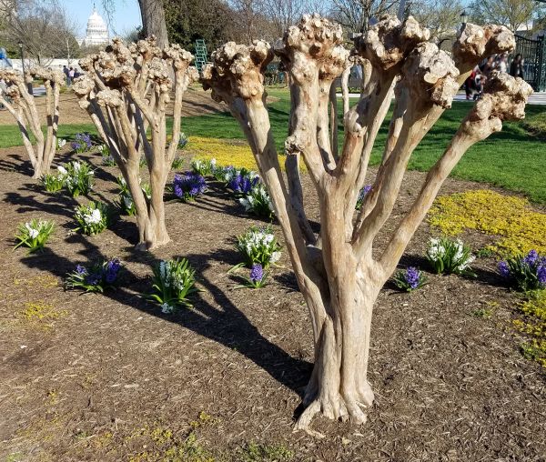 Myrtle Tree Removal in Santa Ana