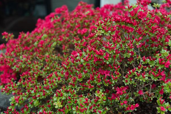 Weigela Removal Service in Santa Ana